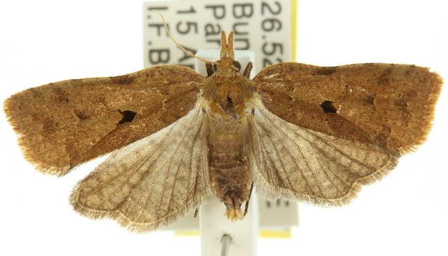 Xenothictis sciaphila