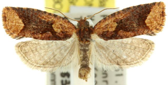 Epitymbia scotinopa