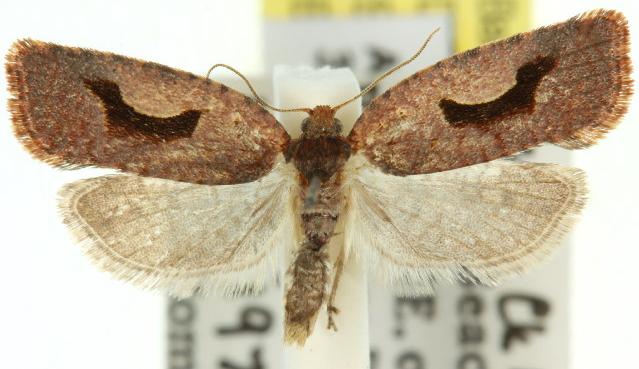 Epitymbia scotinopa