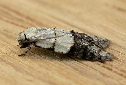 Tracholena sulfurosa