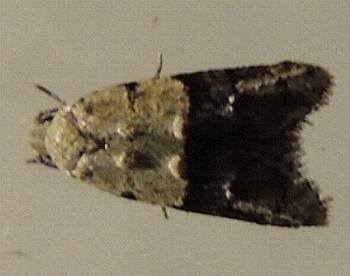 Tracholena sulfurosa