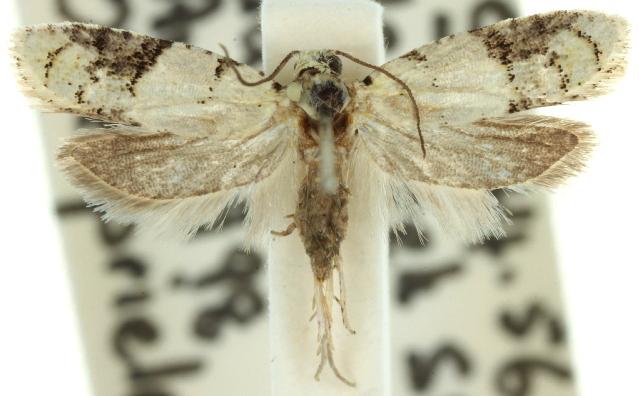 Tracholena sulfurosa