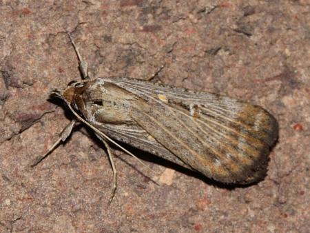 Tathorhynchus fallax