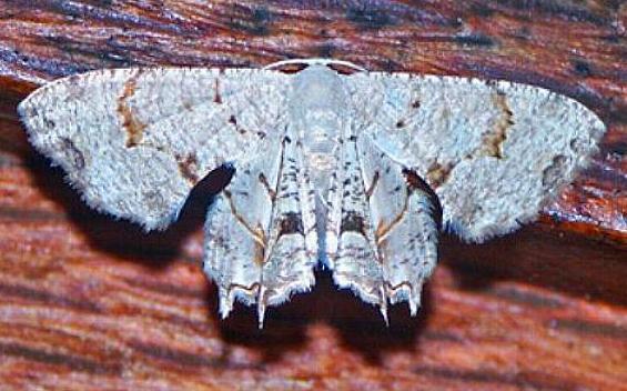 Epiplema conflictaria