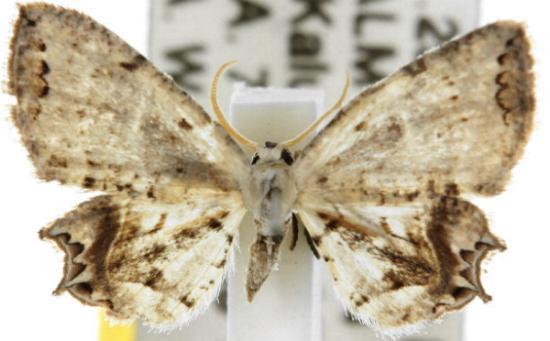 Epiplema conflictaria