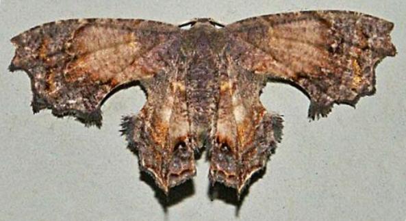 Dysrhombia longipennis