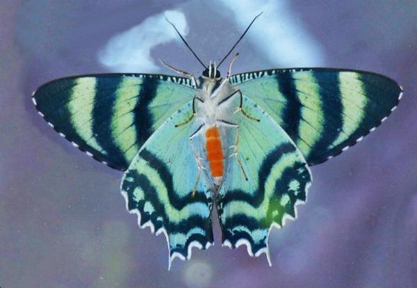 Alcides metaurus