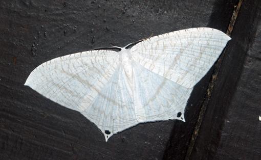Micronia species