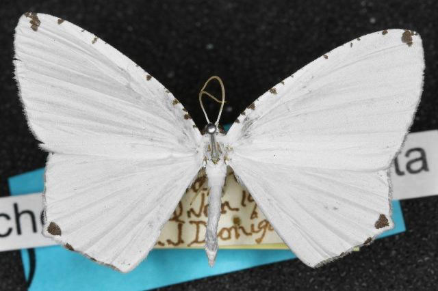 Stesichora quadripunctata