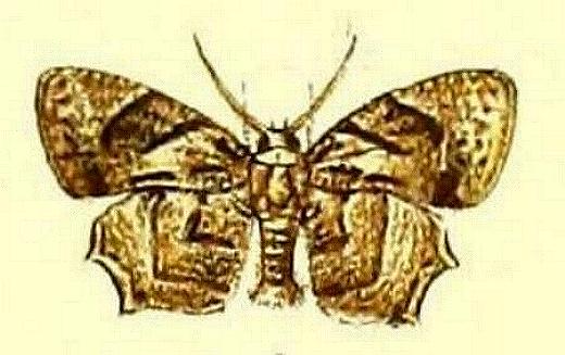 Epiplema quadristrigata