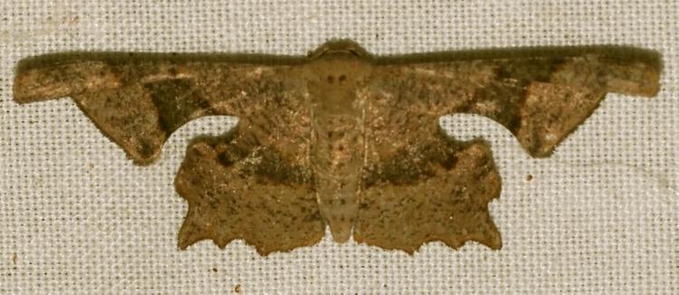 Monobolodes subfalcata