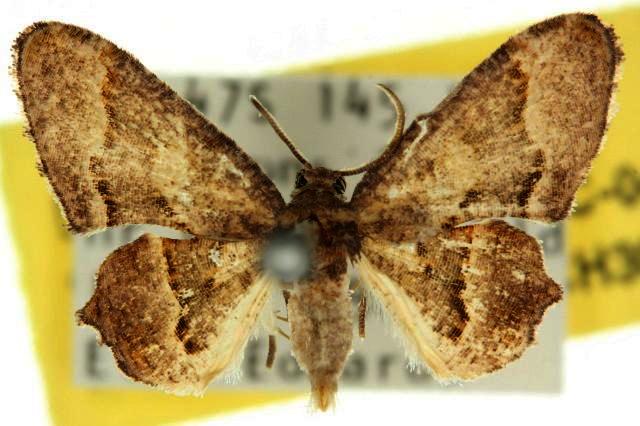 Monobolodes subfalcata