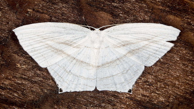 Acropteris teriadata