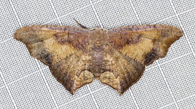 Rhombophylla xylinopis