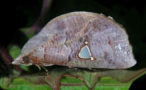 Pterogonia cardinalis