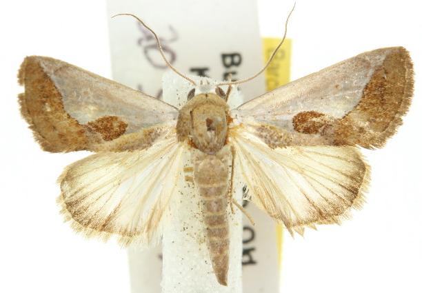 Westermannia concha