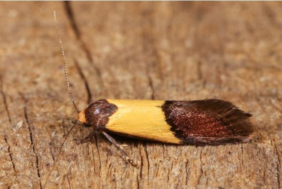 Hemibela actinodes