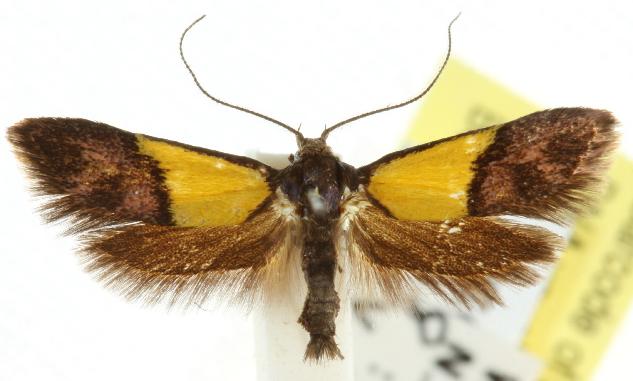 Hemibela actinodes