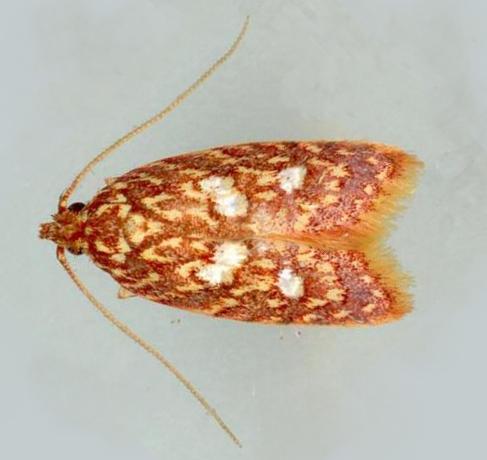 Lophopepla asteropa