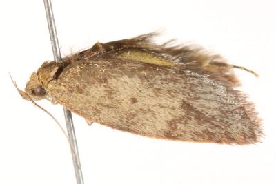 Garrha atoecha