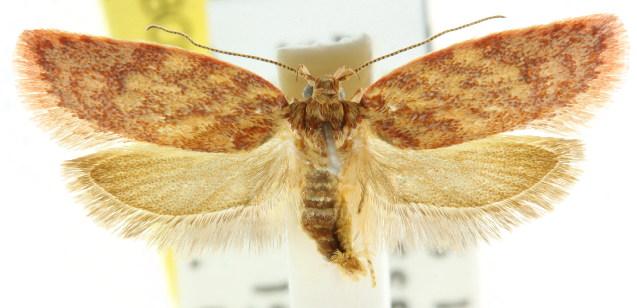 Garrha atoecha