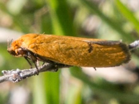 Endeolena aurinatella