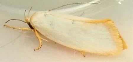 Eochrois callianassa