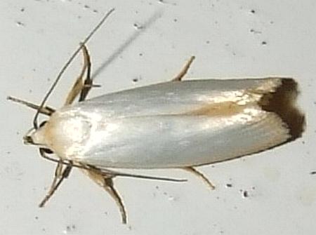 Eochrois callianassa