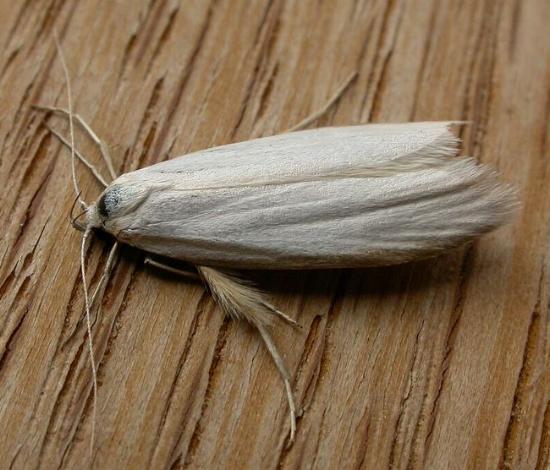 Zacorus carus