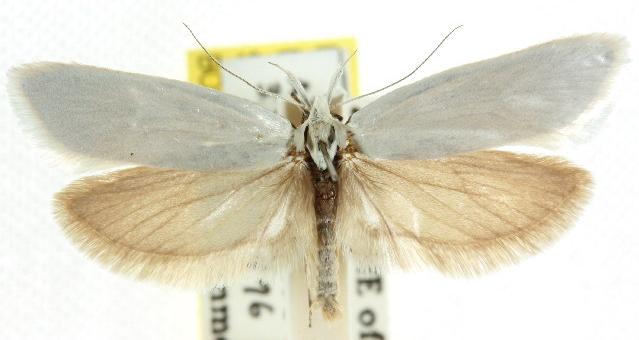 Zacorus carus