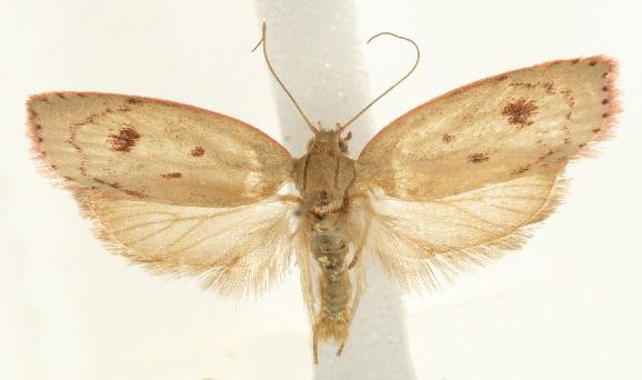 Prionocris complanula