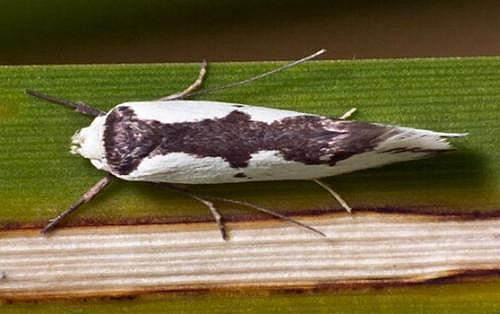 Ocystola crystallina