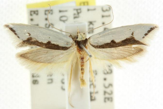 Ocystola crystallina