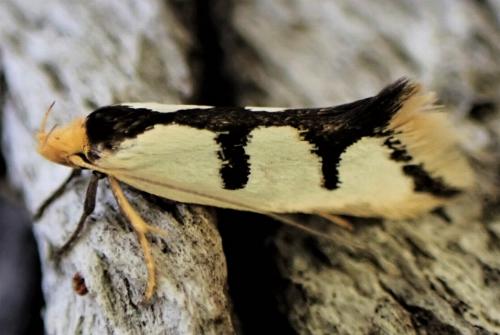 Ocystola crystallina