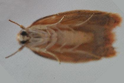 Garrha demotica