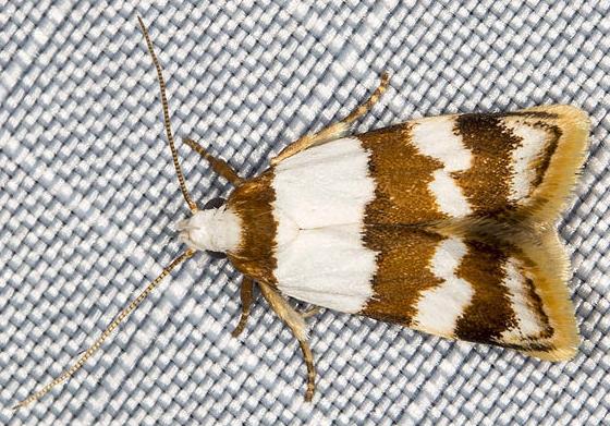 Heteroteucha dimochla