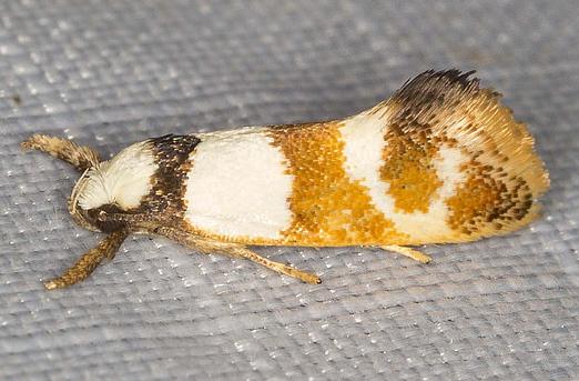 Crepidosceles glycydora