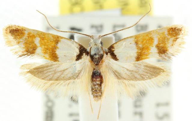 Crepidosceles glycydora