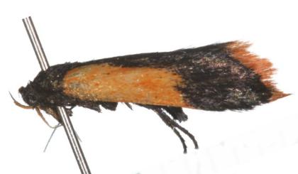 Hemibela heliotricha