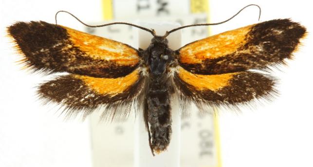 Hemibela heliotricha