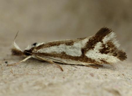Orthiastis hyperocha