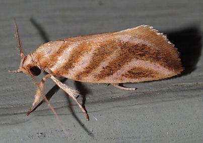 Habroscopa idiocosma