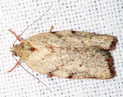 Euchaetis incarnatella