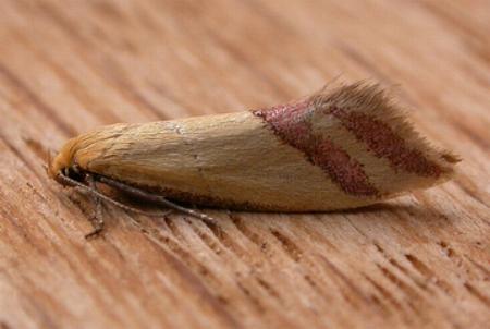 Coeranica isabella