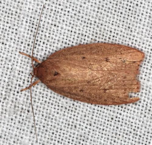 Garrha leucerythra