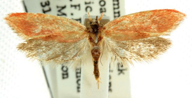 Heteroptolis leucosta