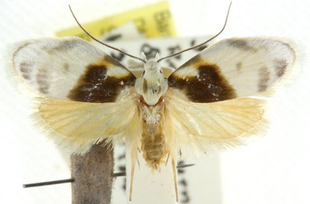 Callimima lophoptera
