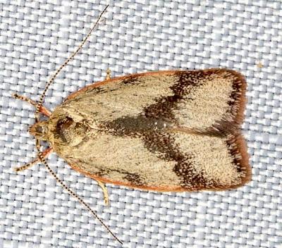 Garrha phoenopis