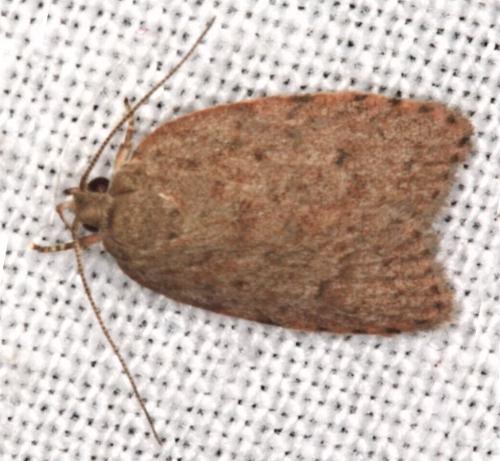 Garrha repandula