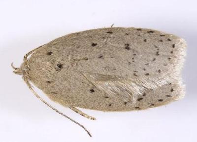 Brachynemata restricta
